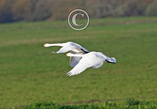 Bewick Swans in Flight DM0967